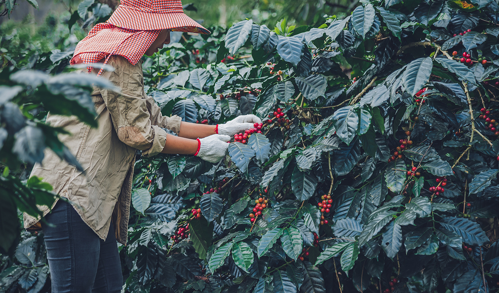 Hình ảnh thu hoạch Cascara