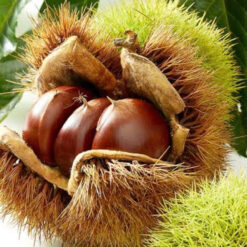 茨城産 純粋な栗 250g（10個入り）